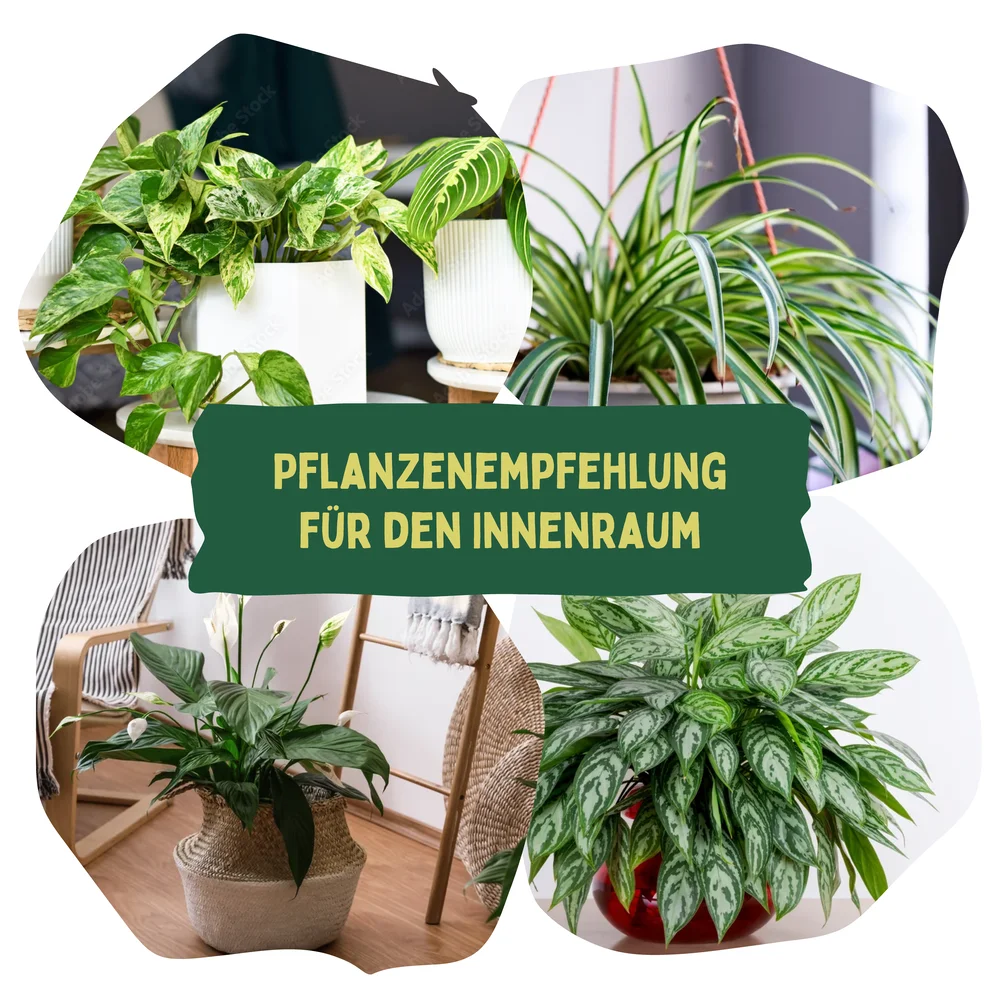 Eine Vorschau von Pflanzen, die sich für die Pflanzenwand Innen eignen