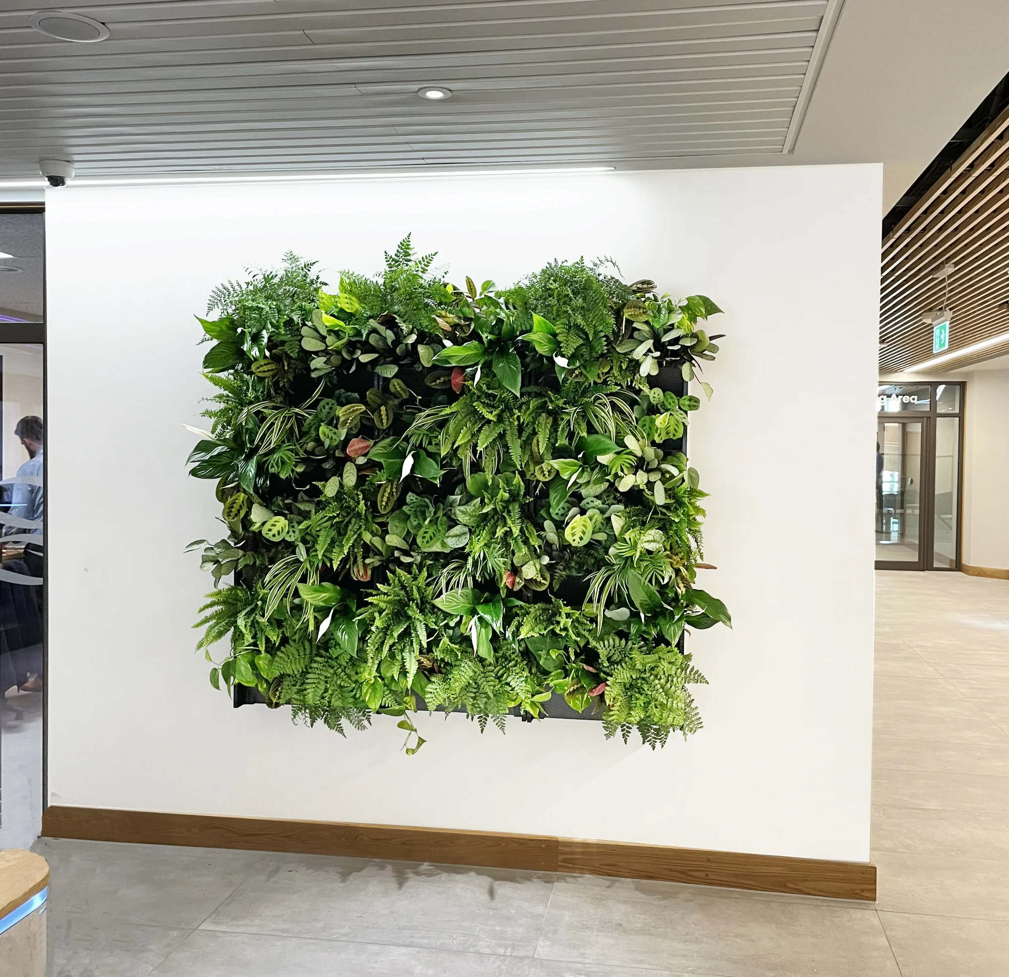 Pflanzenwand innen, Wandbegrünung, vertikaler Garte, Living Wall in einem Büro